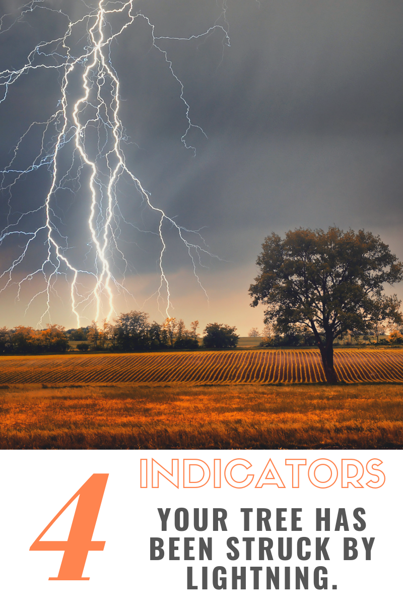 Top 4 Indicators Of Lightning Struck Trees 